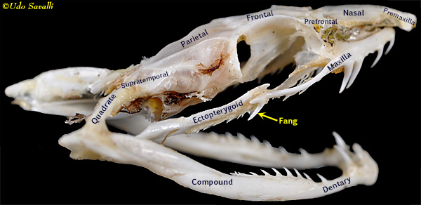 whip snake skull Labeled