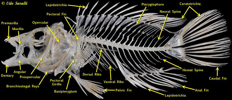 Wrasse skeleton