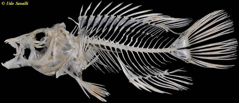 Wrasse skeleton