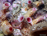 Tunicates