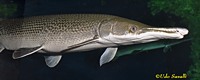 Alligator Gar