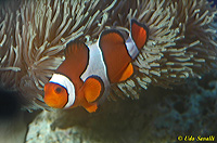 Anemonefish