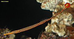 Yellow-banded Pipefish