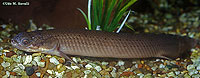 Bichir