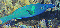 Bird Wrasse