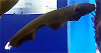 Black Ghost Knifefish