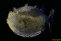 Ornate Boxfish