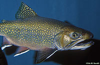 Brook Trout