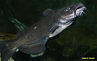 Channel Catfish