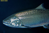 Chinook Salmon