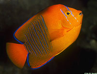 Clarion Angelfish