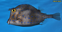 Scrawled Cowfish