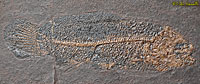 Cyclurus Bowfin Fossil