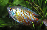 Dwarf Gourami