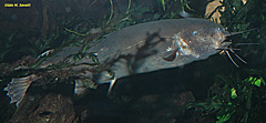 Electric Catfish