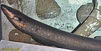 Electric Eel