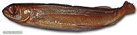 Flying Fish specimen