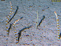 Garden Eels