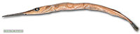 Garfish specimen