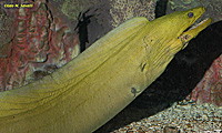 Green Moray