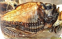 Hatchetfish