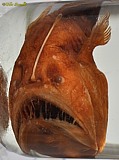 Humpback Anglerfish