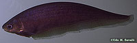 Knifefish