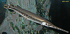 Longnosed Gar