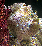 Ocellated Frogfish