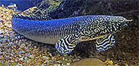 Ornate Bichir