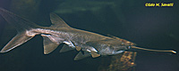 Paddlefish