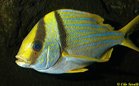 Porkfish