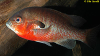 Redbreasted Sunfish