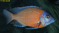 Redfin Cichlid