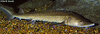 Shovelnose Sturgeon