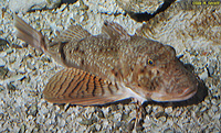 Lumptail Sea-Robin