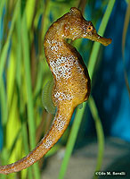 Seahorse