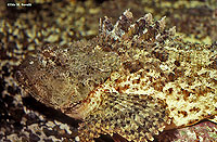 Stone Scorpionfish