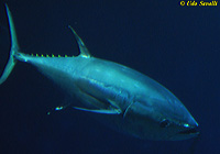 Bluefin Tuna