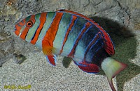 Tuskfish