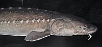 White Sturgeon