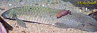 Australian Lungfish