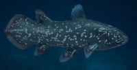 Coelacanth