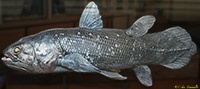 Taxidermy Coelacanth