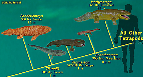 Tetrapods