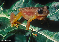 Banana Frog