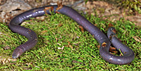 Gaboon Caecilian