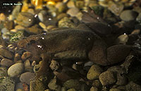 Clawed Frog