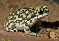 Sonoran Green Toad