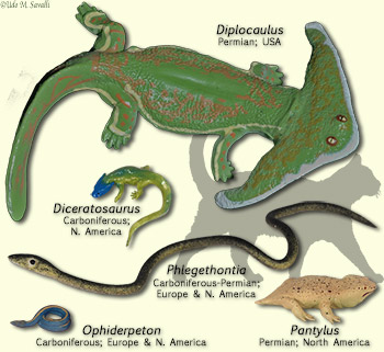 Lepospondyl models